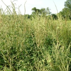 Pigweed, glyphosate resistance