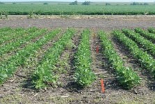 Dicamba resistant Soybeans