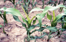 Zinc Deficiency Corn