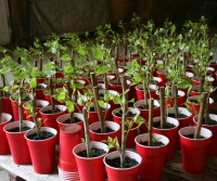 Tree planting program, CPS