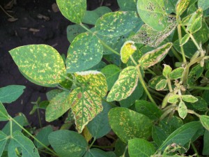 Sudden Death Syndrome in soybean.