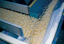 Seed Conveyor