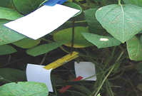 Soybean Canopy Water Sensitive Paper