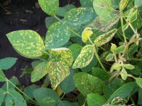 Sudden Death Syndrome Soybeans