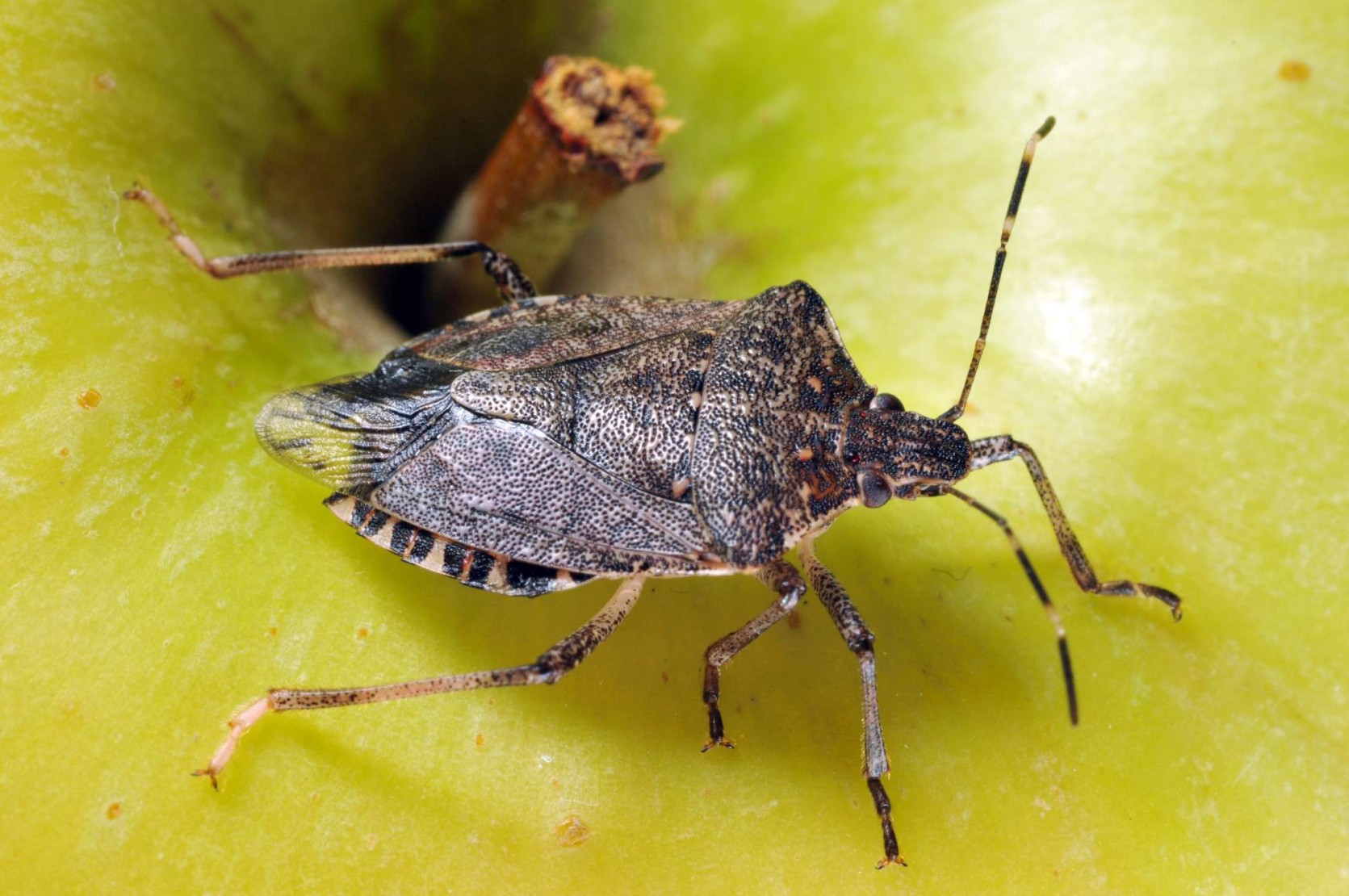 Invasive Stink Bug Confirmed In Iowa - CropLife