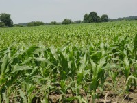 Corn Field