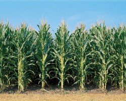 Biotech corn field