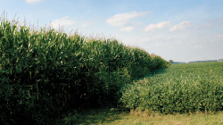 Corn and soybean field