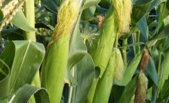 Corn Closeup