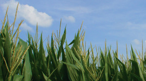 Corn field