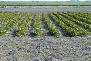 This test plot of dicamba-resistant soybeans was being grown in mid-2007 in central Illinois.