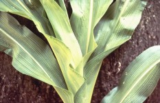 Sulfur Deficiency in Corn