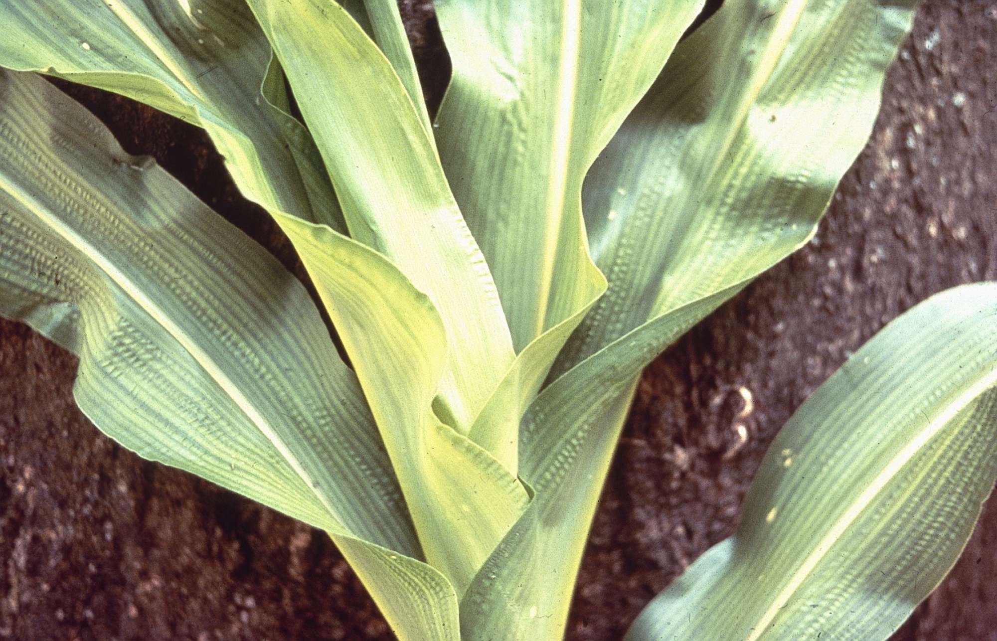 Sulfur Deficiency A Developing Issue CropLife