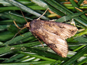Black cutworm moths are carried by winds in the spring to farm fields.