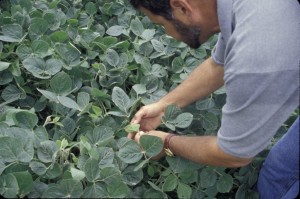 Scouting In Soybeans