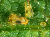Two-spotted Spider Mite