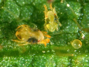 Two-spotted spider mites are infesting drought-stressed soybeans in Indiana. When left untreated, mites can cause severe and irreversible foliar damage to soybean plants.