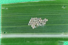 Western Bean Cutworm Egg Mass