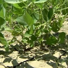 Drought-Stressed Soybean