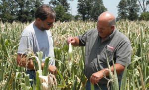 Mike Wilson (right) and Illinois farmer John Haase make decisions on drought damaged corn. Southern Illinois is experiencing its worst drought in 76 years.