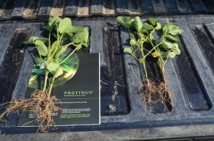 These soybean plants, grown by Wolf Trax Inc. in a field trial, show that PROTINUS-treated soybeans, left, had larger, more developed seedlings than the control plants, right.
