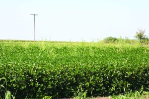 Many Midwestern fields now sport herbicide-resistant waterhemp, and the problem is getting worse.