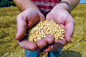 A Missouri farmer holds biotech soybean seed before planting in the summer of 2008.