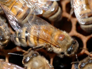 A honeybee that has acquired a Varroa mite companion. (Photo Courtesy Bayer CropScience)