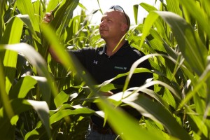 Crystal Valley Coop's Gary Spence scouts in a field of corn.