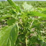 Palmer amaranth