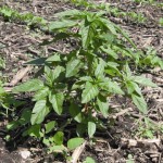 Waterhemp