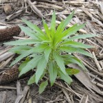 Marestail