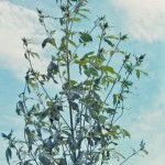 Giant Ragweed