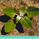 Common Lambsquarters