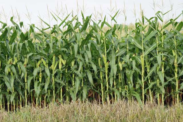 high-yield-corn-plot-at-the-farm-research-center-bigyield