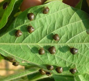 Adult kudzu bugs on a soybean leaf.
