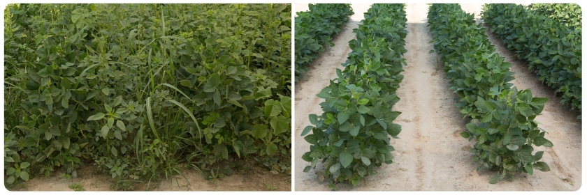 Compared with the untreated plot (left), a weed control program of Sonic herbicide followed by Enlist Duo herbicide provides exceptional control of tough weeds such as Palmer amaranth. 