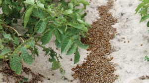 BASF’s new chewing insect product has tested effectively against Colorado potato beetles.