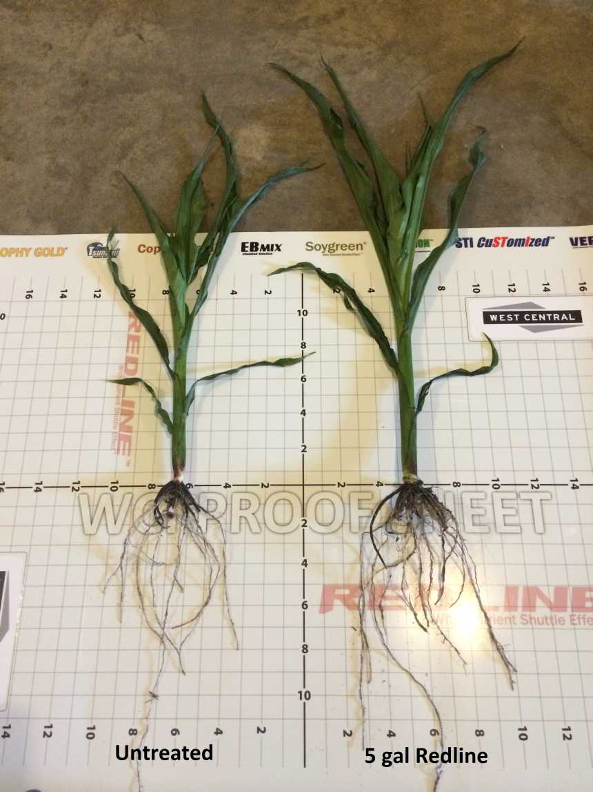 Corn treated with and without Redline Starterfertilizer