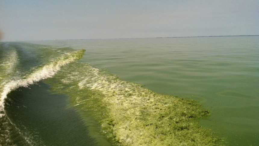Harmful algae bloom in Lake Erie. Photo credit: NOAA