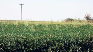 A Midwest field infested with waterhemp.