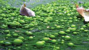 Eutrophication is the ecosystem response to the addition of artificial or natural substances, mainly phosphates, through detergents, fertilizers, or sewage, to an aquatic system.