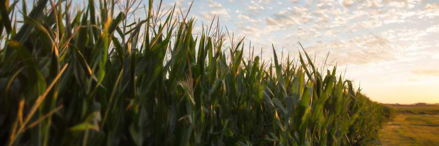 Cornfield near Sioux City Iowa