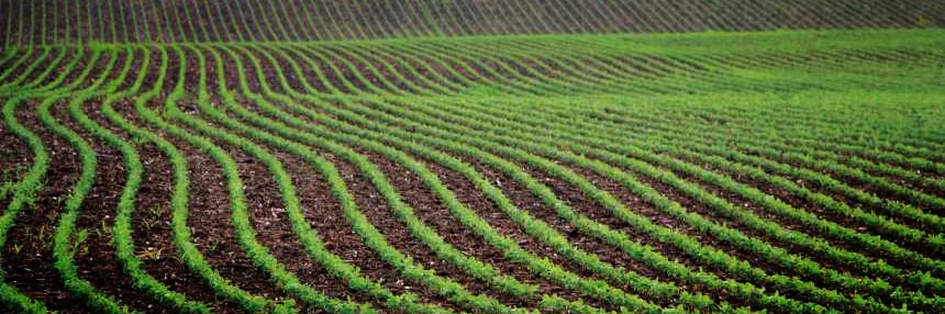 Young Soybean Field