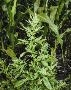Studies show that weeds can reduce corn yields by about 1% per day starting about one week after corn/weed emergence. Pictured is mature waterhemp in corn.