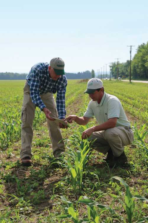 Scouting in corn field