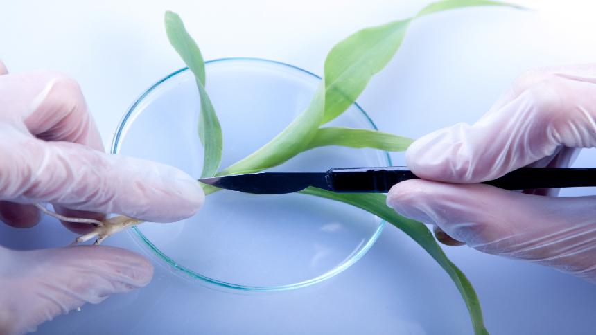 A plant tissue sample being taken. (Photo Credit - Southern States Cooperative)