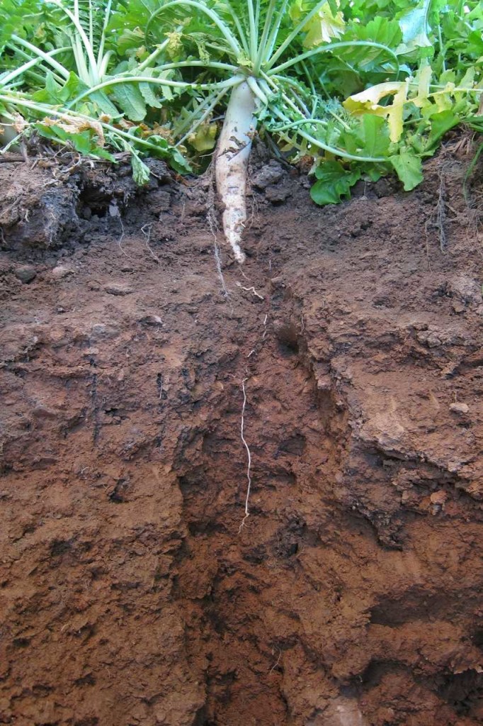 Radish cover crop taproot