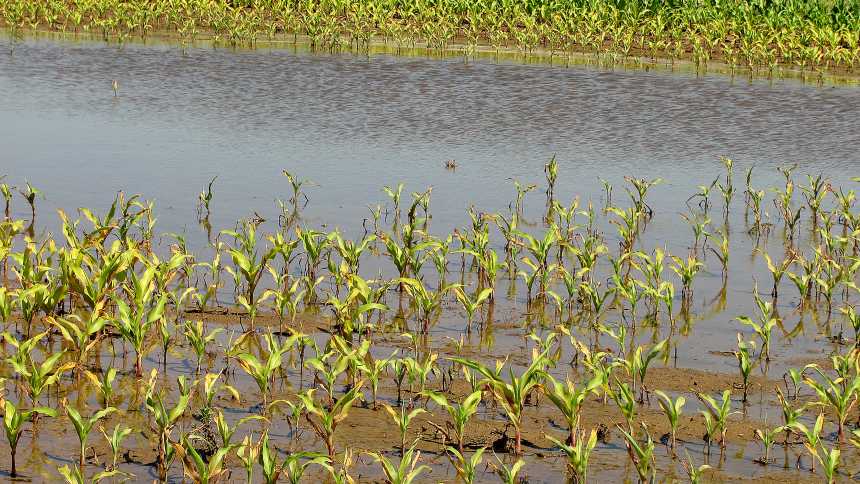 Flooded corn in Indiana