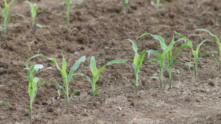 Young corn plants in soil